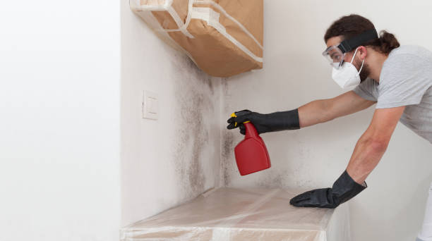 Professional Basement Mold Remediation technician working in Seaford, NY